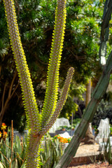 Fototapeta premium Alluaudia procera plant, a native of Madagascar