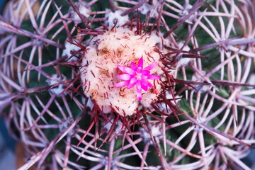 The cactus is blooming beautiful pink