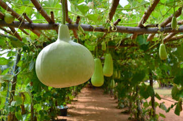 Beautiful gourd hangs from trellis of vine tunnel
