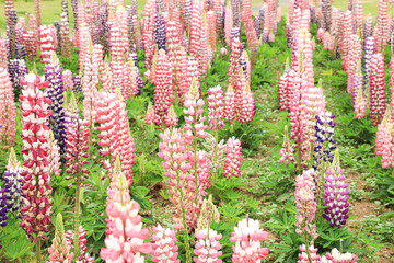 ルピナス　満開