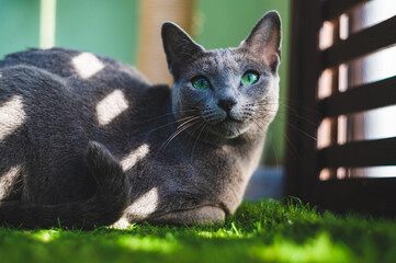 Kot rosyjski niebieski. Kotka. Zielone oczy. Odpoczynek na balkonie. Pierwsze promienie słońca. © Arkadiusz Baczyk