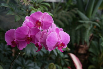 Fototapeta premium pink orchid flower