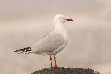 Profile of Australian  Silver Gull standing on a rock