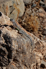 lizard on the rock
