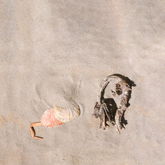 Dry giant kelp, sea shell and crab on summer sandy beach Flat lay arrangment.