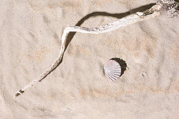 Dry giant kelp, sea shell on summer sandy beach Flat lay arrangement.