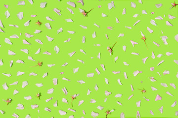 Pattern made of Japanese cherry petals with flat lay arrangement on light green background. and