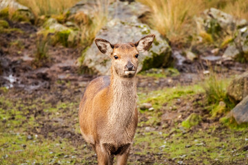 A red doe female deer standing on a hill in the scottish highlands
