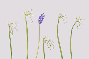 Flat lay arrangement blooming spring blue and white African lily flowers on light gray background.