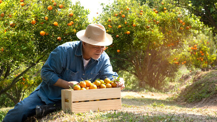 
senior man orange farm worker harvesting tangerines while Proud of the agricultural products of the family, Agriculture and plantation concept - obrazy, fototapety, plakaty
