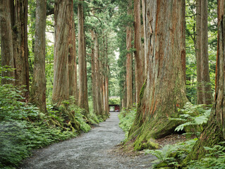 戸隠神社奥社の杜　杉並木