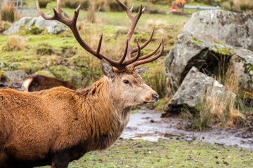 A red deer stag with antlers, standing in a field at the Galloway Red Deer Range
