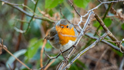 European robin red breast bird sitting perched in a tree in a woodland