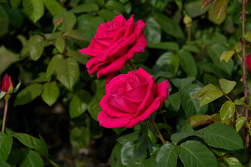 マリア・カラスという品種の赤いバラ