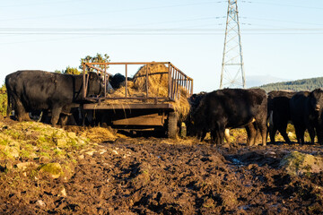 Cattle feeding on hay from a trailer in a trampled, muddy field in winter