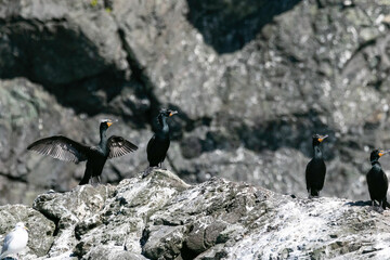 Pelagic cormorants stretching its wings