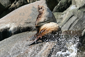 Sea lion bull on the rocks above the crashing surf