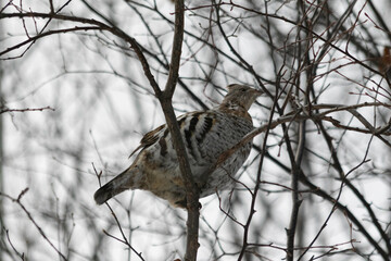 Spruce grouse in the trees near Talkeetna