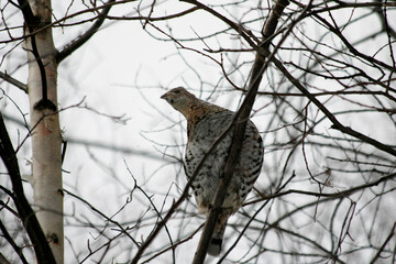 Spruce grouse in the branches