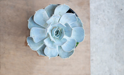 Isolated silver echeveria ´pollux, known as marble rose due to the silver color rosette