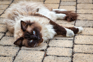 Obraz premium beau chat aux yeux bleu