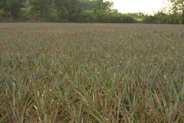 pineapple farm tropical fruit growing in thailand with sunlight