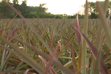 pineapple farm tropical fruit growing in thailand with sunlight