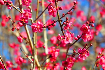春の晴天の青空と満開のピンク色の梅の花の風景1