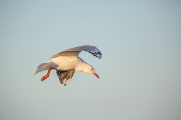 Australian Silver Gull in flight
