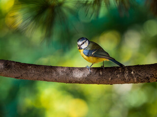 bird on a branch