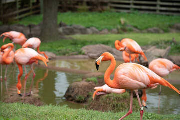 group of flamingos