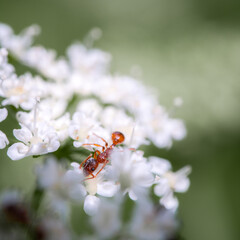 ant drinks water on a flower