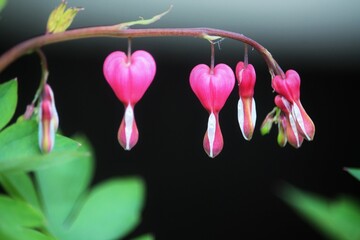 Bleeding hearts