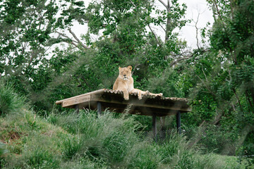 lion cub in the zoo