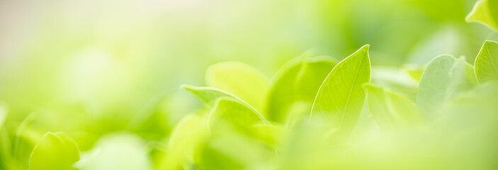 Closeup of beautiful nature view green leaf on blurred greenery background in garden with copy space using as background cover page concept.