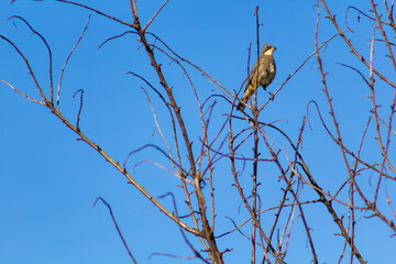 small birds in the countryside of southern Chile
