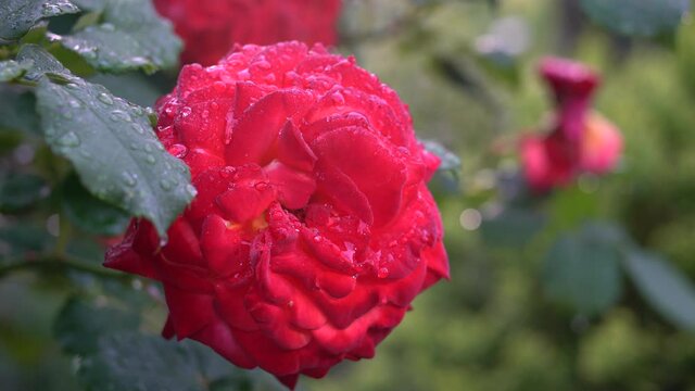 Tokyo,Japan-May 8, 2021: Closeup of red roses -- Breed Fruite
