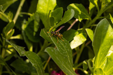 Obraz premium avispas chaqueta amarilla