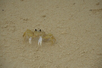 crab on the beach