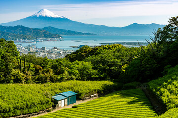 日本平の森の中から新緑のお茶畑と富士山