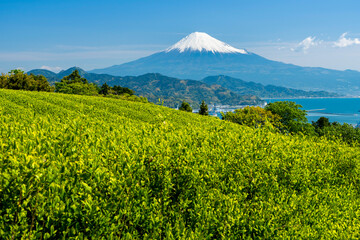 Fototapeta premium 日本平から新緑のお茶畑/清水港越しの駿河湾と富士山
