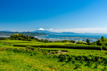 日本平から新緑のお茶畑/清水港越しの駿河湾と富士山