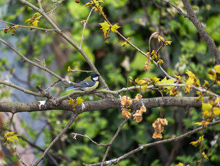 Great Tit (Parus major) on the branch of the  tree