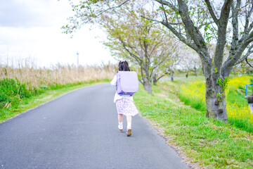 Fototapeta premium 小学校に登校する小さな女の子