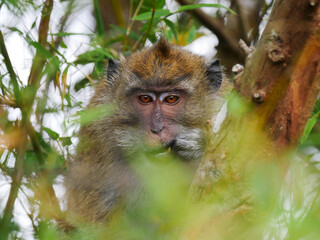 Obraz premium Long tailed macaque monkey from Mauritius in natural environment
