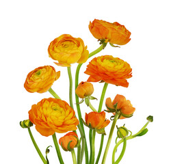 Naklejka premium Orange ranunculus flowers in a floral arrangement isolated on white