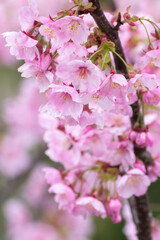 桜の花　春のイメージ