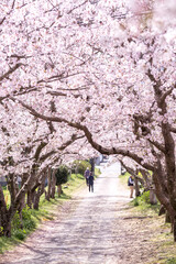 Obraz na płótnie Canvas 桜のアーチ　坂道　春のイメージ