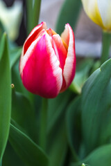 Naklejka premium チューリップの花 春の既設のイメージ