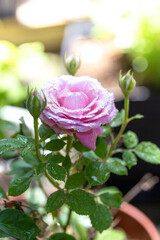 バラの花　屋外撮影